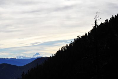 Trees and Mountains 樹眺遠山