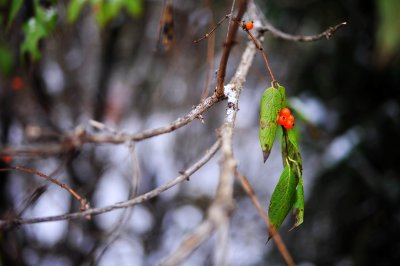 Wild Fruits 野果