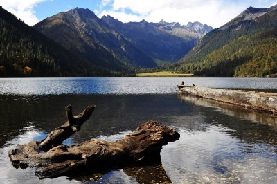 Logs and Lake, Wuxuhai 湖中水景