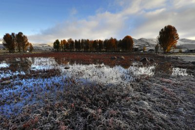 Frozen Grassland 蓋霜