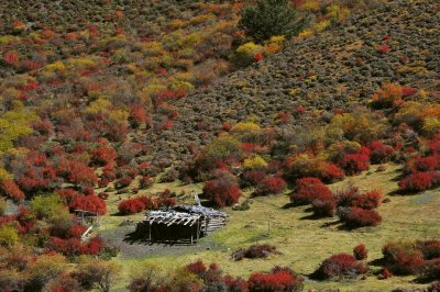 Hillside Hut 山邊