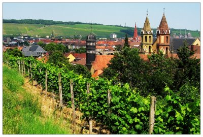 Vineyards