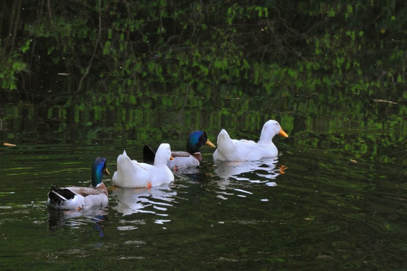 Avalon Park, Stony Brook