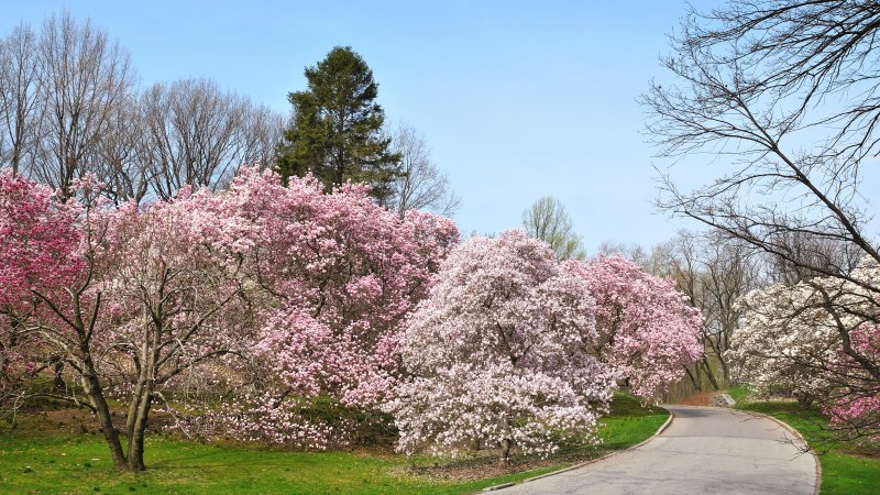 New York Botanical Garden