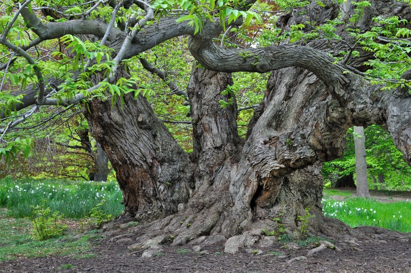 Brooklyn Botanic Garden