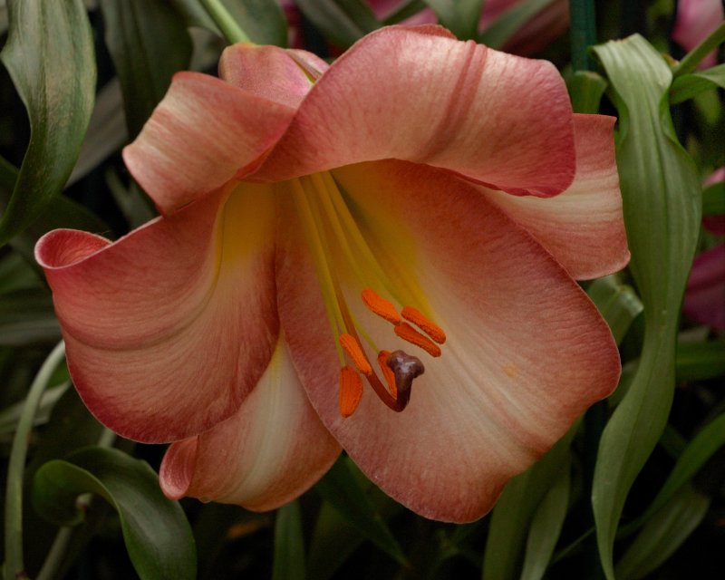 New York Botanical Garden
