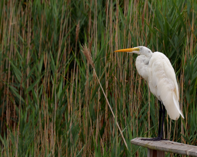 Town of Hempstead Marine Nature Study Area