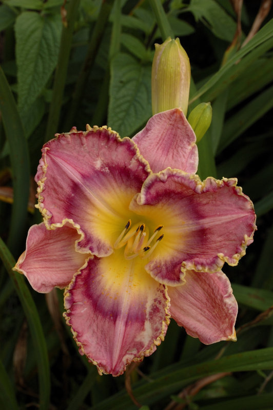 Planting Fields Arboretum