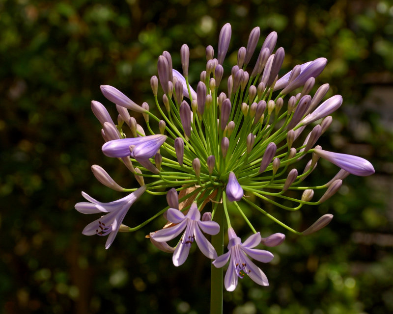 Planting Fields Arboretum