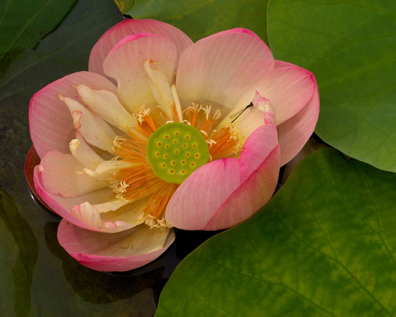 New York Botanical Garden
