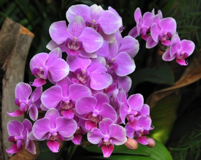 New York Botanical Garden