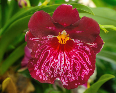 New York Botanical Garden