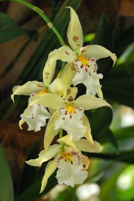 Orchids at the NYBG