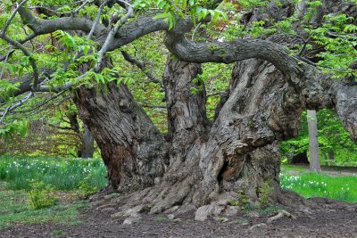 Brooklyn Botanic Garden