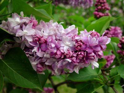Brooklyn Botanic Garden