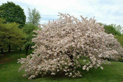 New York Botanical Garden