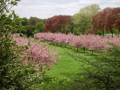 Brooklyn Botanic Garden