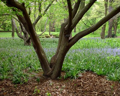 Brooklyn Botanic Garden