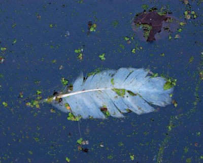 Feather on Water