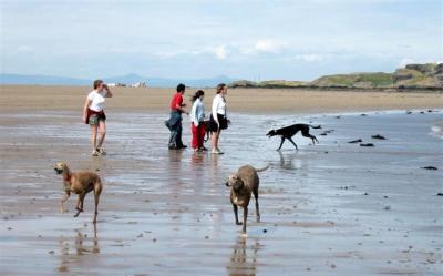 Cas and Sasha, Daz in background with labrador people