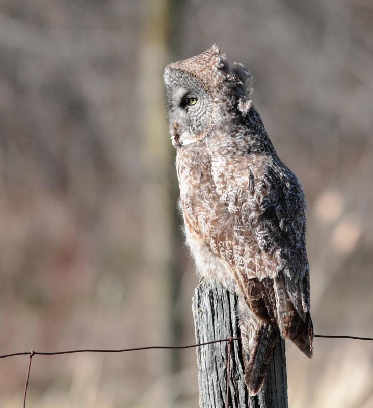 Great Gray Owl