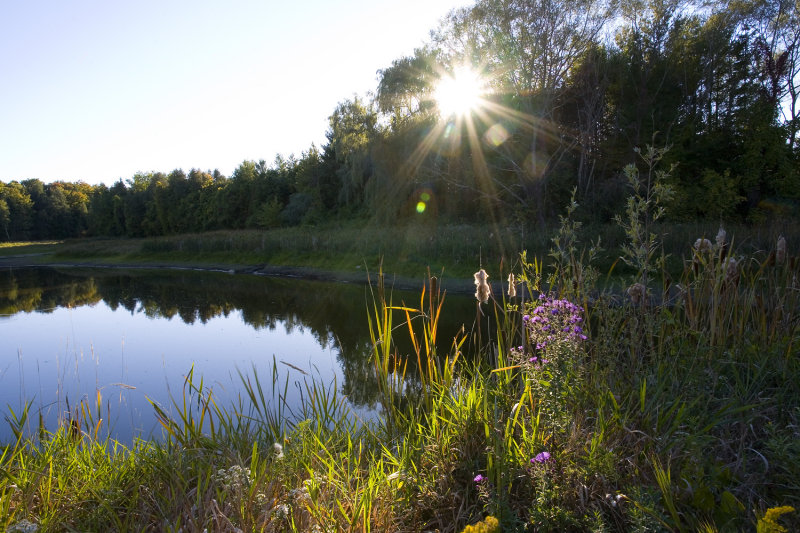 Late Summer Pond