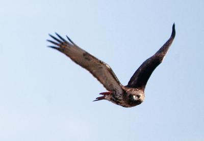Norther Harrier female