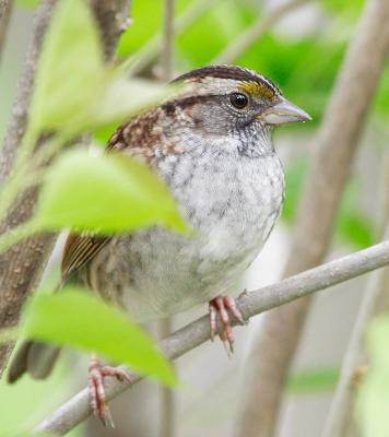 Savannah Sparrow