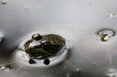 frog