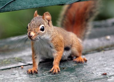 red squirrel