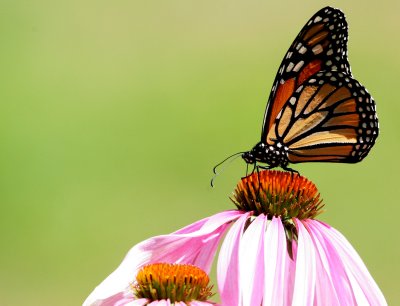 Female Monarch