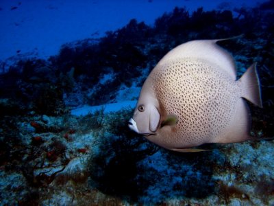 French Angelfish