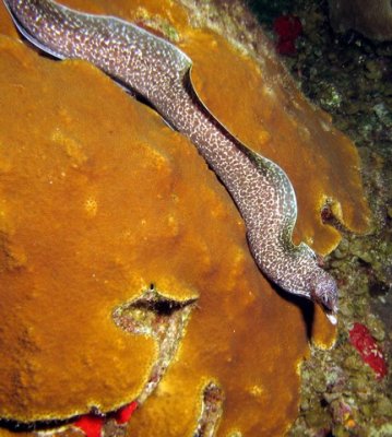 Spotted moray