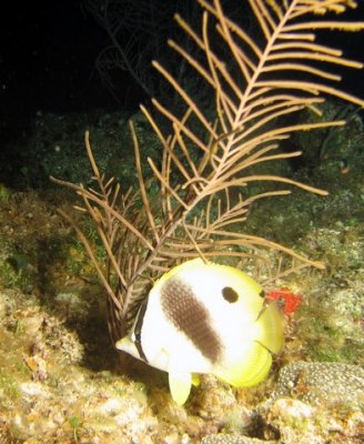 This butterfly fish was sitting sooooo still - I have NEVER been able to get a photo of one before!!  He was tired!!