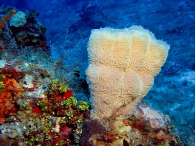 Pretty sponges