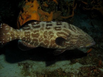 More grouper