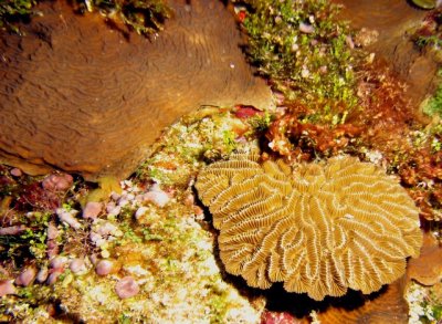 Plate & Brain corals