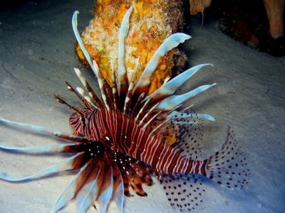 Lionfish