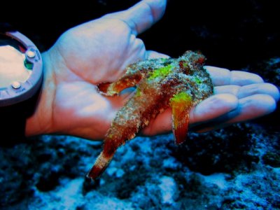 Bat Fish on a hand