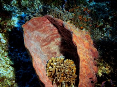 Coral living inside a sponge