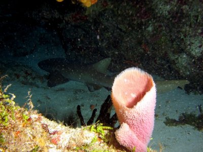 Shark in a cave