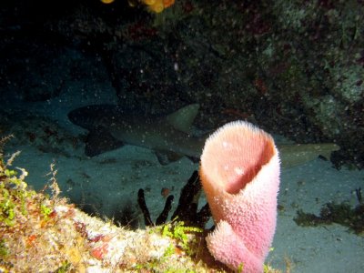 Shark in a cave