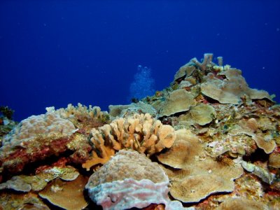So many varieties of coral