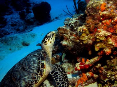 Mr. Turtle snacking on coral