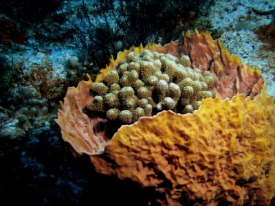 Coral in a sponge
