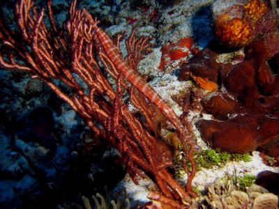 Trumpet Fish