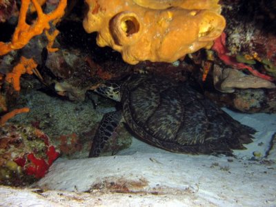 Sleeping turtle in a cave