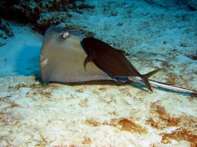 Southern Stingray with a tag-along fish