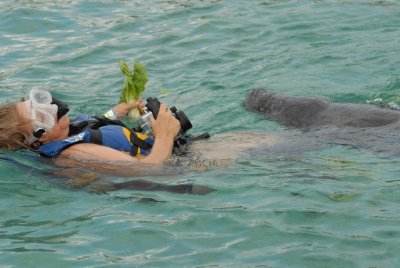 Being attacked by a manatee