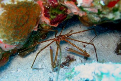 Spider Crab